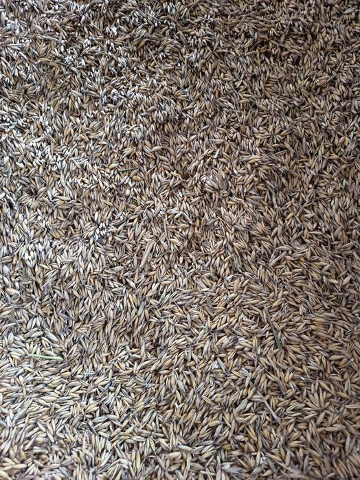 Sprzedam Owies Bingo