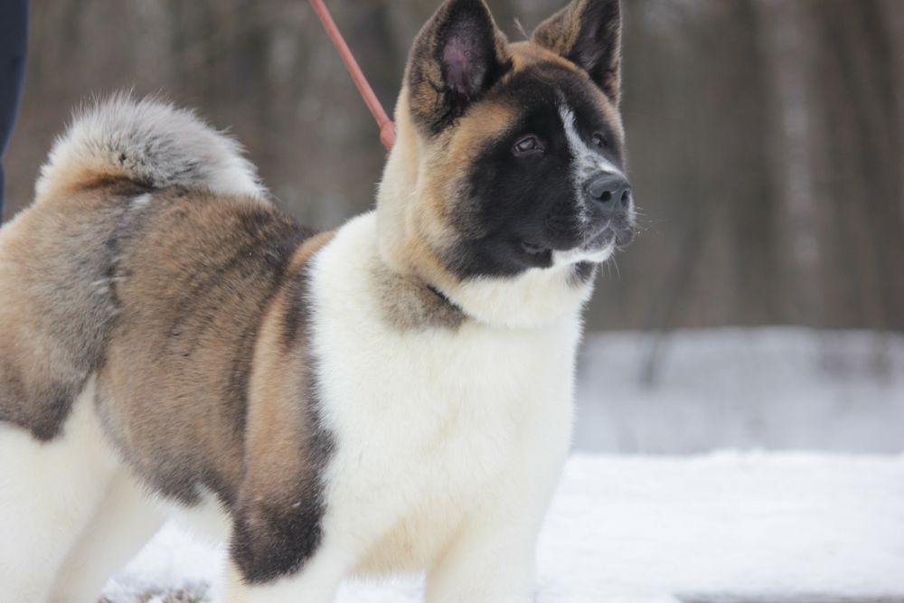 Американська акіта