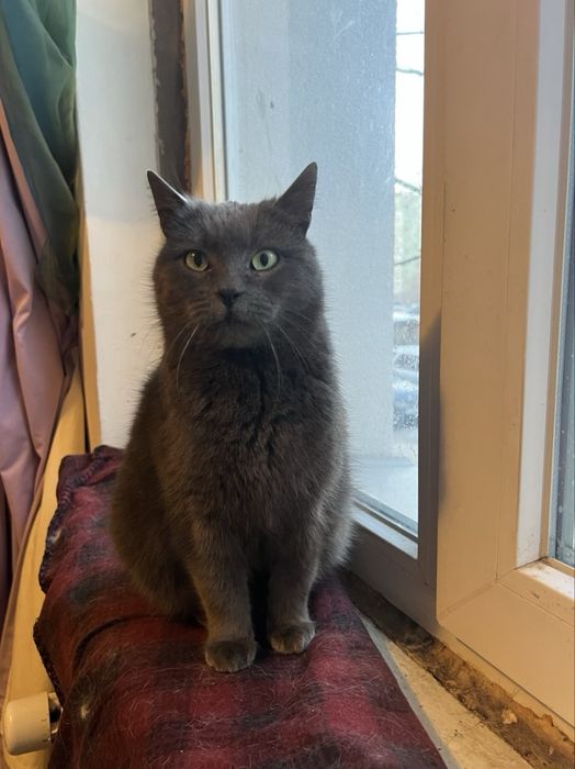 Кішка шукає дім