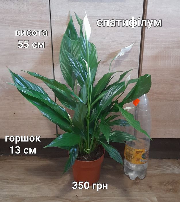 Крассула, спатифілум,  ноліна, драцена