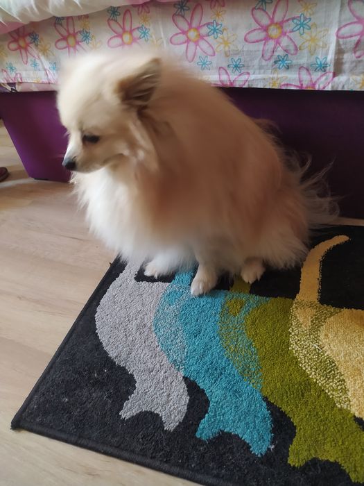 Вязка Малый Шпиц