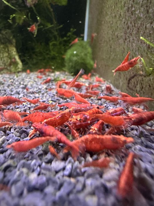 Neocaridinas red Fire