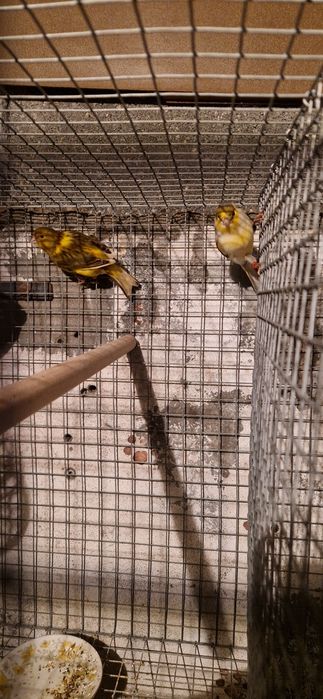 Casais de canarios 2025