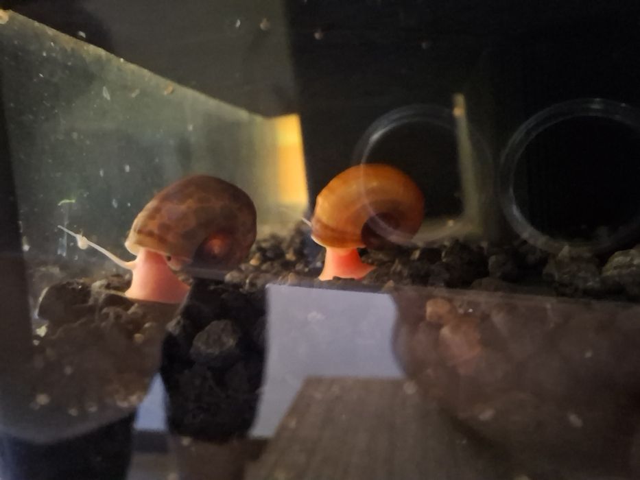 Caracóis Ramshorn