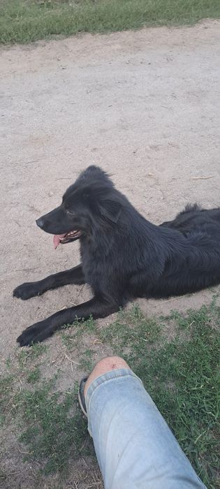 Dá-se cão labrador/castro laboreiro