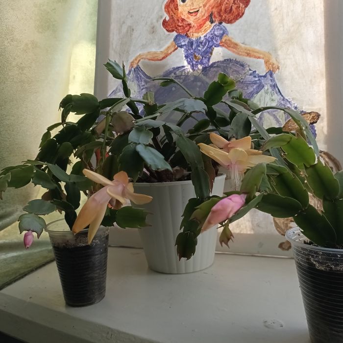 Квіти кімнатні.Різдвяник.