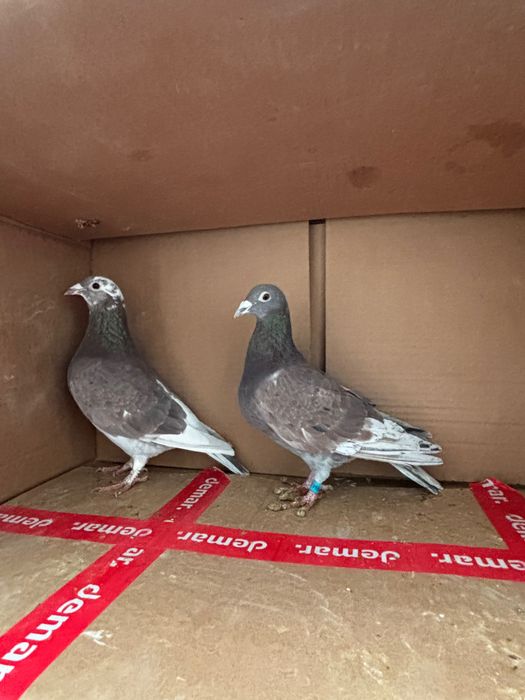 Gołębie pocztowe zagraniczne Romania