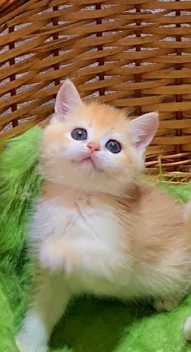 Малюки золотої шиншили