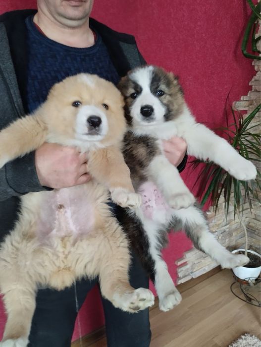 Продам цуценят Алабая