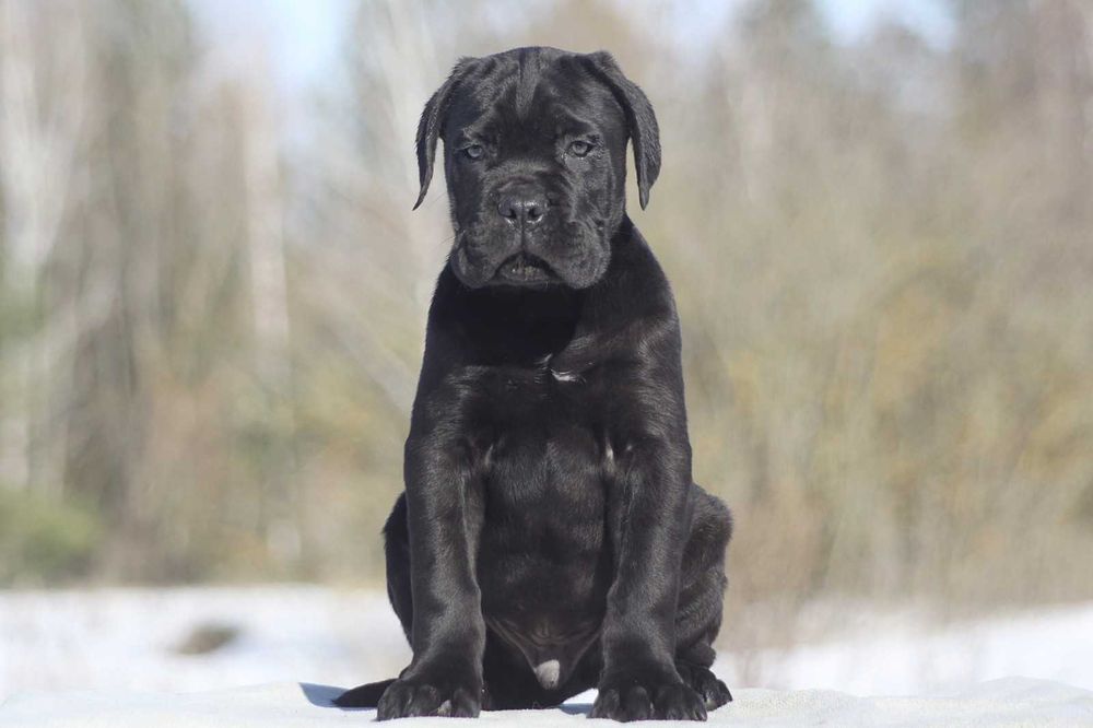 Хлопчик кане корсо КСУ