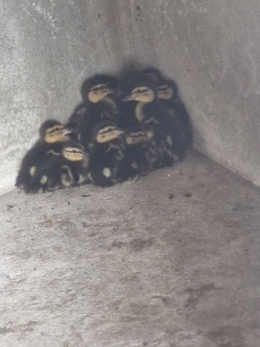 Patos bravos bebés