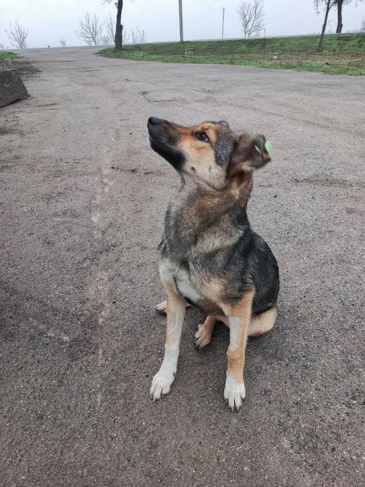 Собачка Тома ищет дом и хозяина