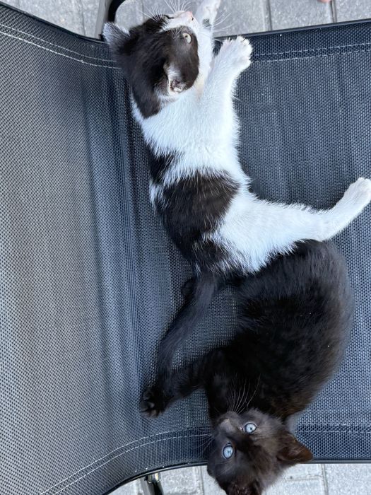 Male koty i kotki