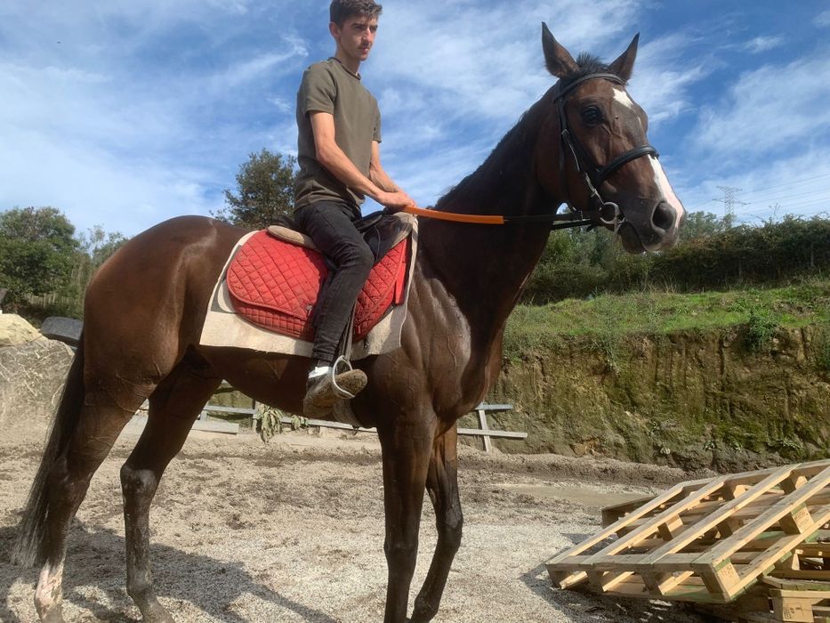 Vendo Puro Sangue Inglês