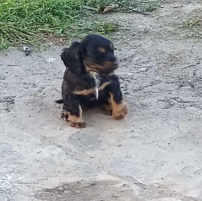 Suczka Cocker Spaniel