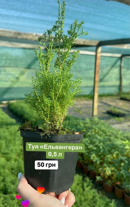 Туя західна Ельвангера вересковидна 0,5л