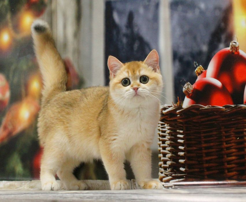 Ох, ця шубка! Ох, ці очі! Чекаємо маму