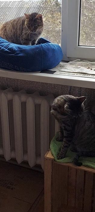 Перетримка котів