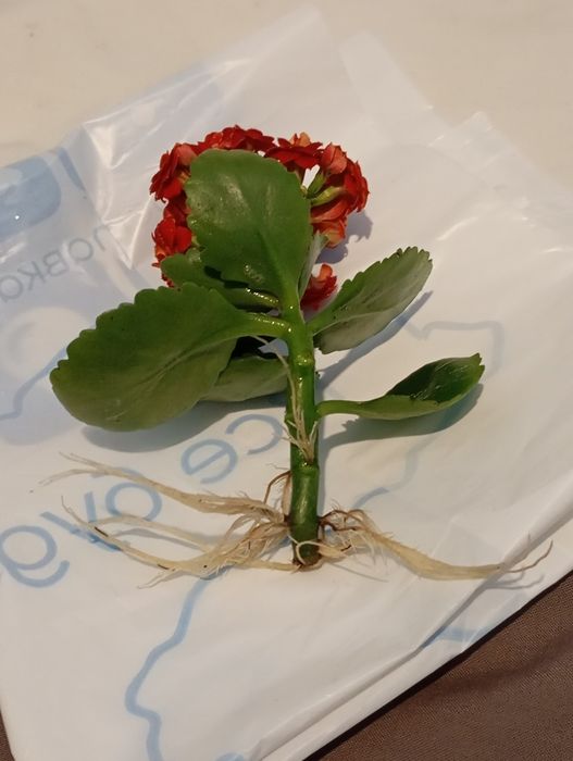 Вазон каланхое розкішний