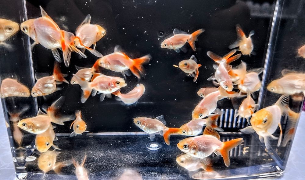 ,,Oranda Red fin,, goldfish welonka welonek welon welonki welonka