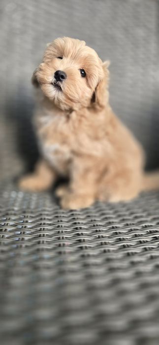 Maltipoo/ chłopczyk