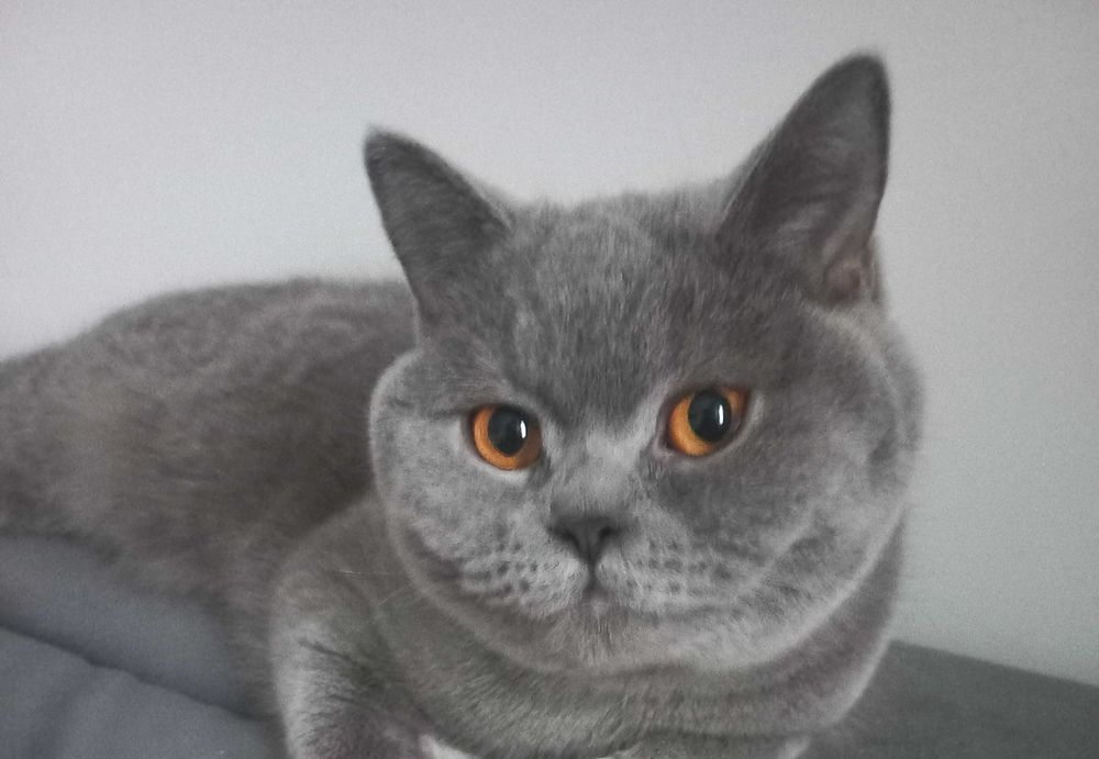 Kocięta, kocuki brytyjskie , niebieskie z rodowodem.