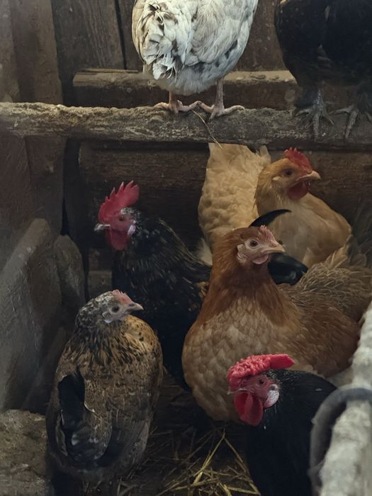 Кури декоративні Бентамки