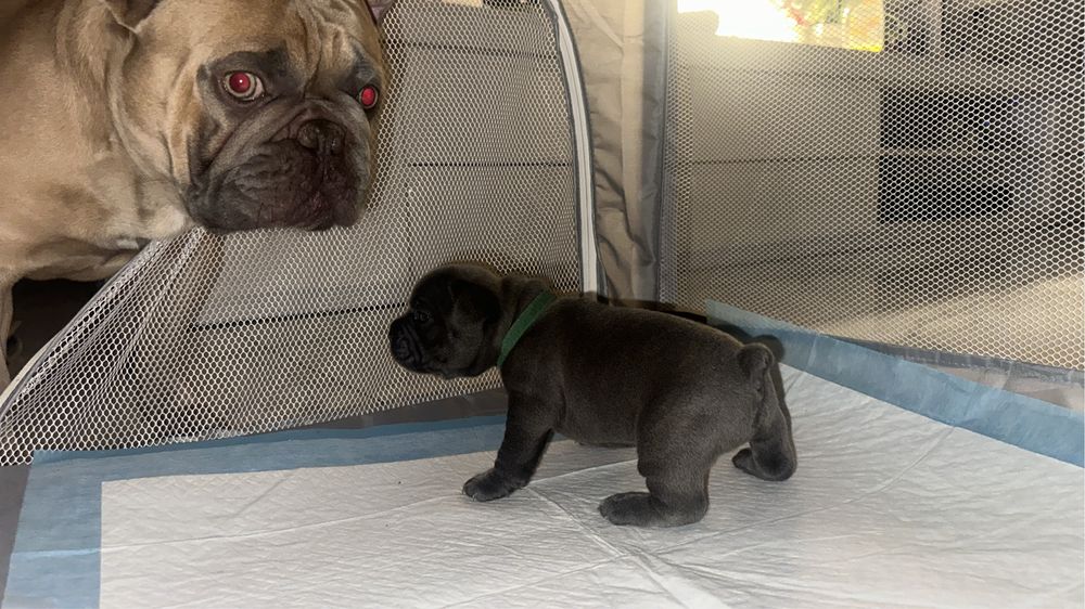 Buldog francuski lilac/blue