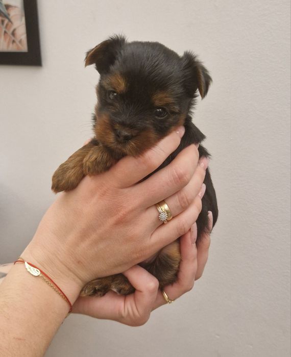 York Yorkshire Terrier Mini Suczka Perełka