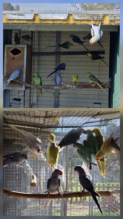 Ring Necks Adultos, 2024 e 2025