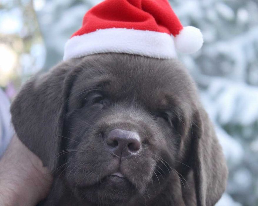 Шоколадки з документами КСУ-FCI