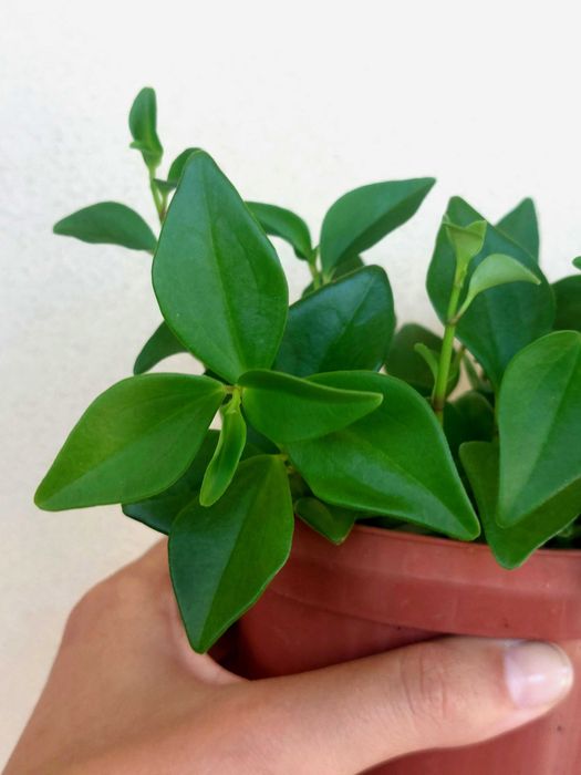 Planta Peperomia