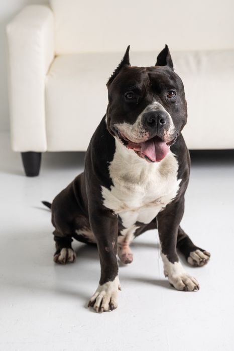 Кобель для вязки