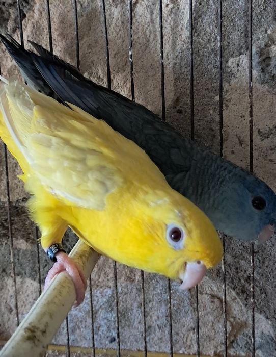 Casal de Catarinas +filho