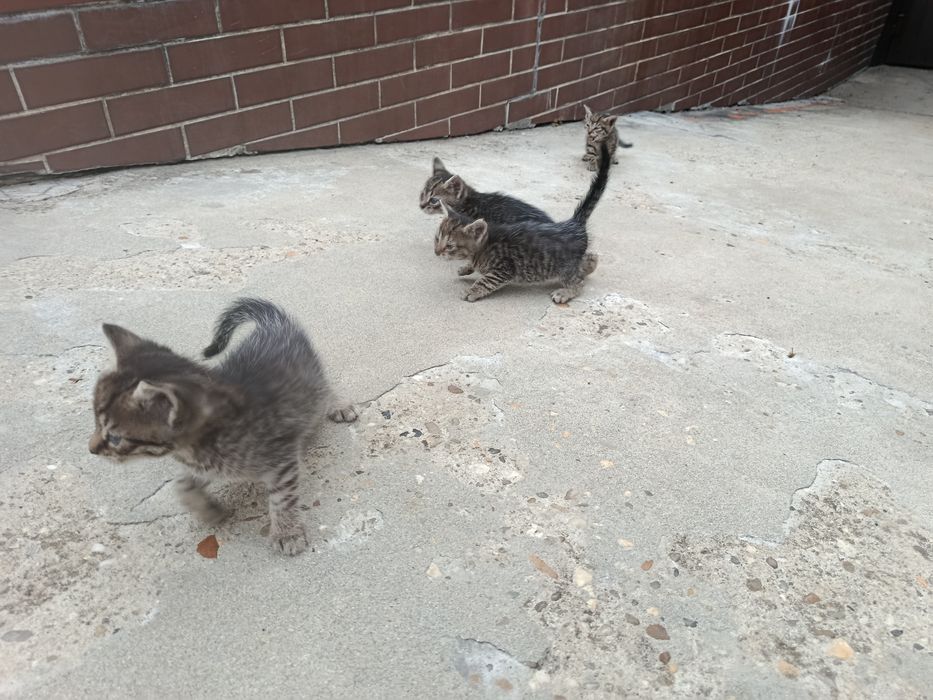 Kotki do adopcji