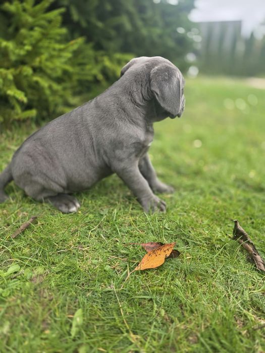 Cane corso suczka Błękitna