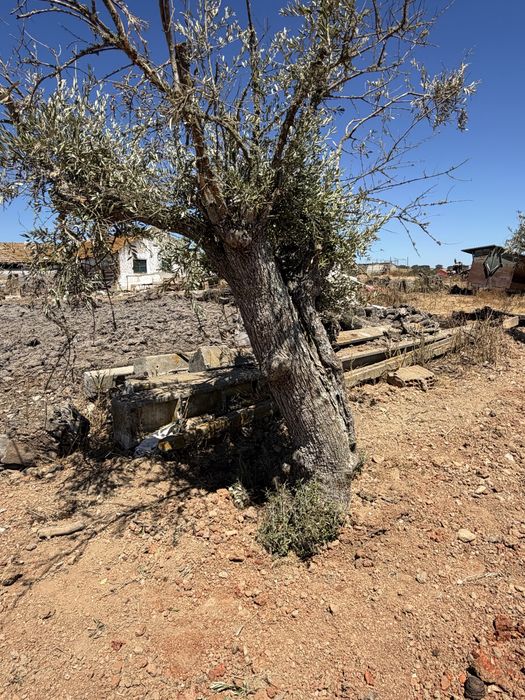Oliveiras Milenares e Centenárias – Grande Porte