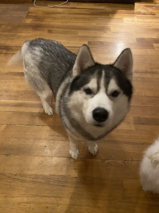 Pies Husky oddam