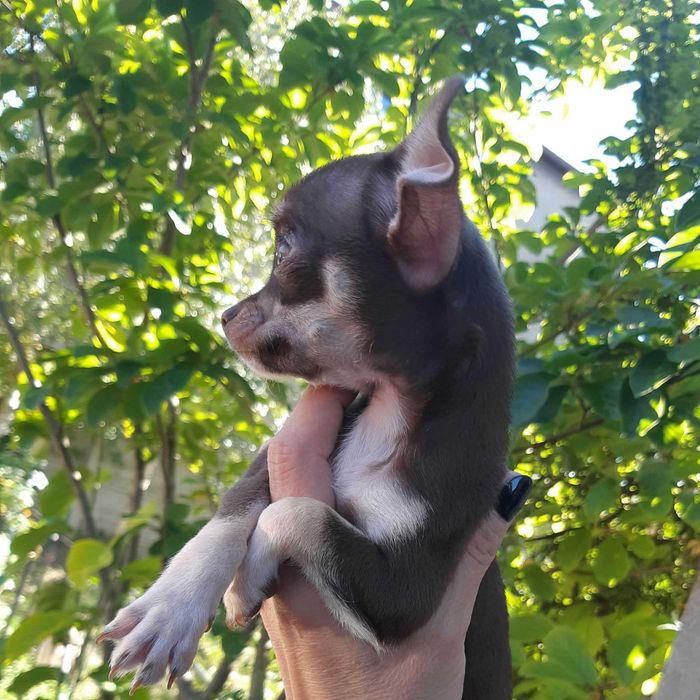 Chihuahua Suczka