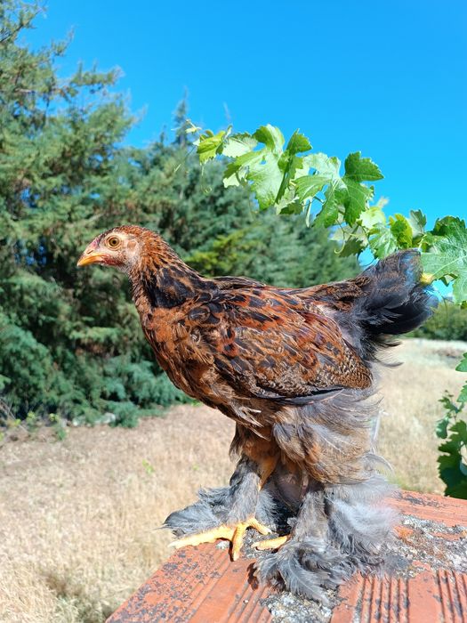 Frangos Brahma Perdiz