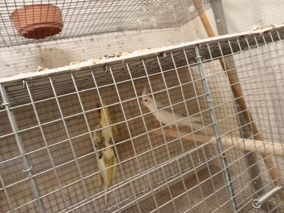 Caturras diversas mutações