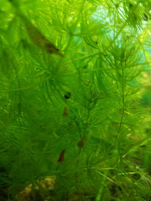 Krewetki neocaradina