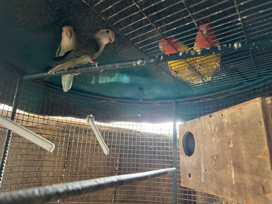 Agapornis varias variedades