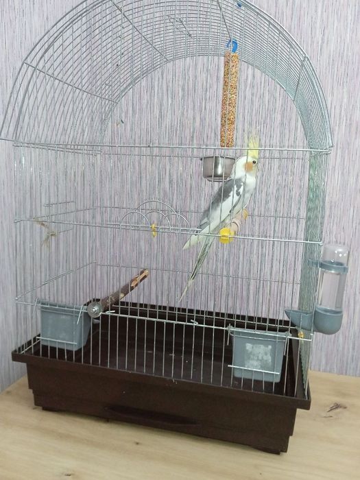 Клітка для папуги