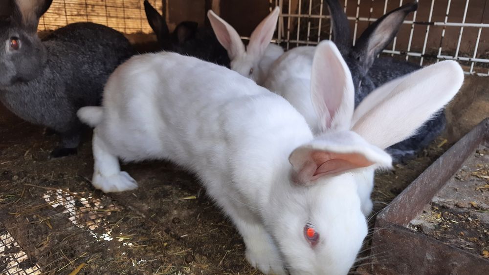Кролики молодняк