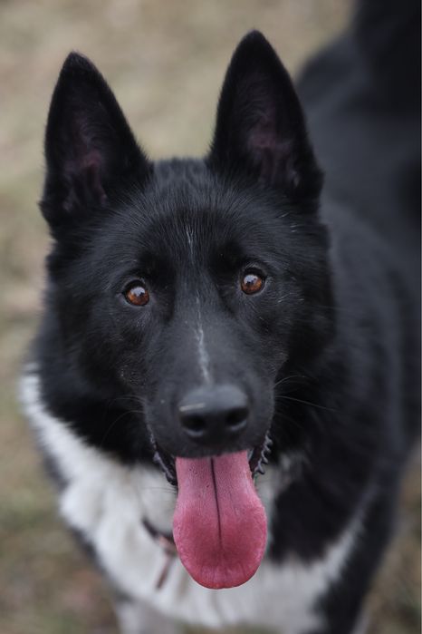 Karelski Pies na niedźwiedzie pilnie szuka domu