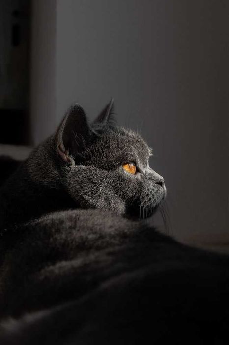 В'язка шотландець