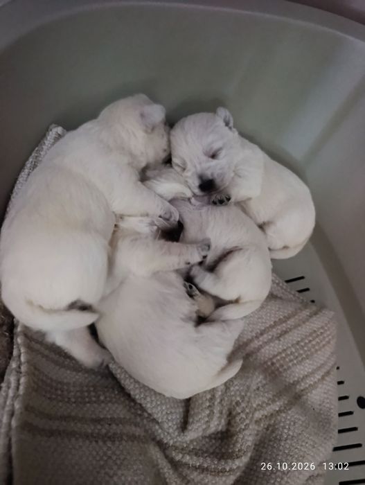 West highland white terrier
