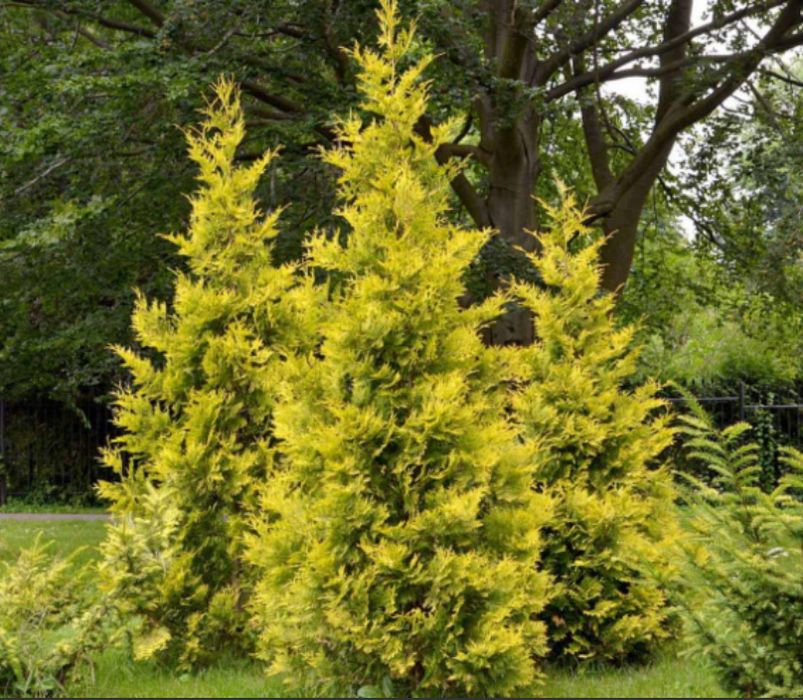 Туя  Західна Yellow Ribbon