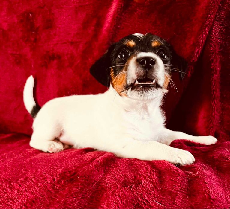 Jack Russell Terrier ZKwP/FCI – piesek w okazyjnej cenie